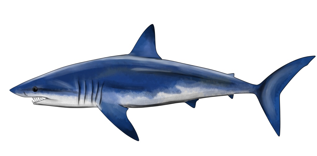 サメイラスト素材