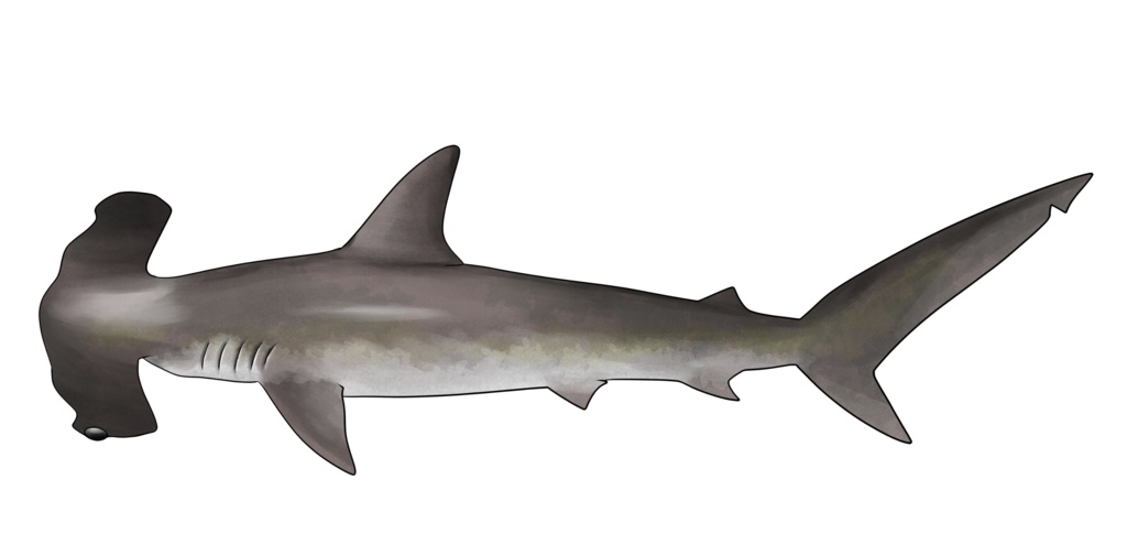 サメイラスト素材