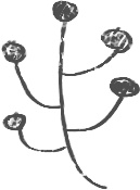 【デジタルプランナー用文具】森とキノコのスタンプ