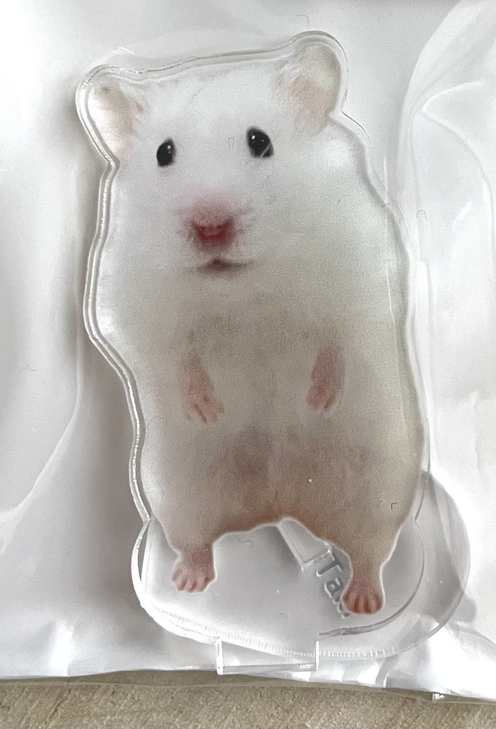 ほぇ？？イカのアクスタでち