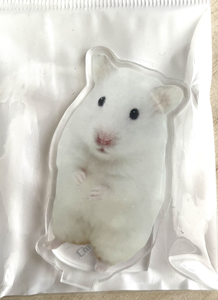 ほぇ？？イカでちゅ