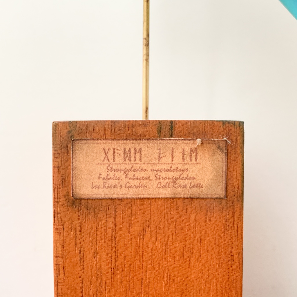 【リーゼの庭】ヒスイカズラ/幻想標本