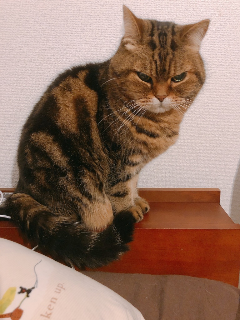 ももちゃんTシャツ