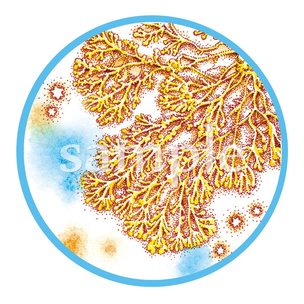 粘菌缶ミラー/変形体