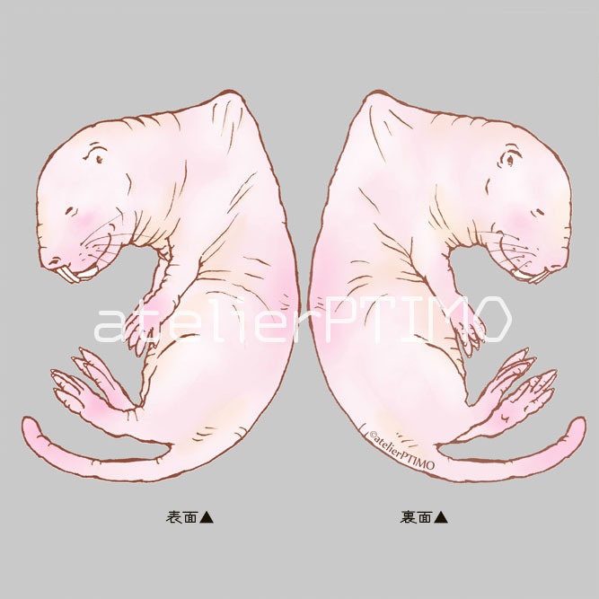 ハダカデバネズミのアクリルキーホルダー☆でばのきもち☆