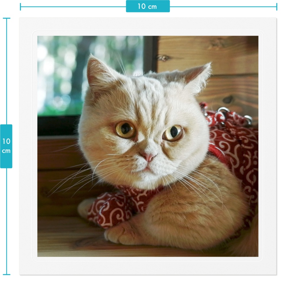 お出掛けととろ ステッカー