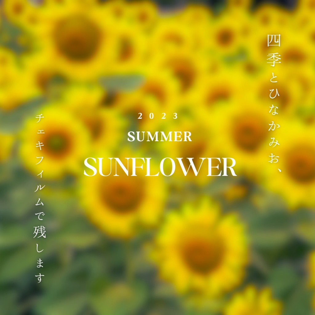 四季チェキ〜夏のひまわり