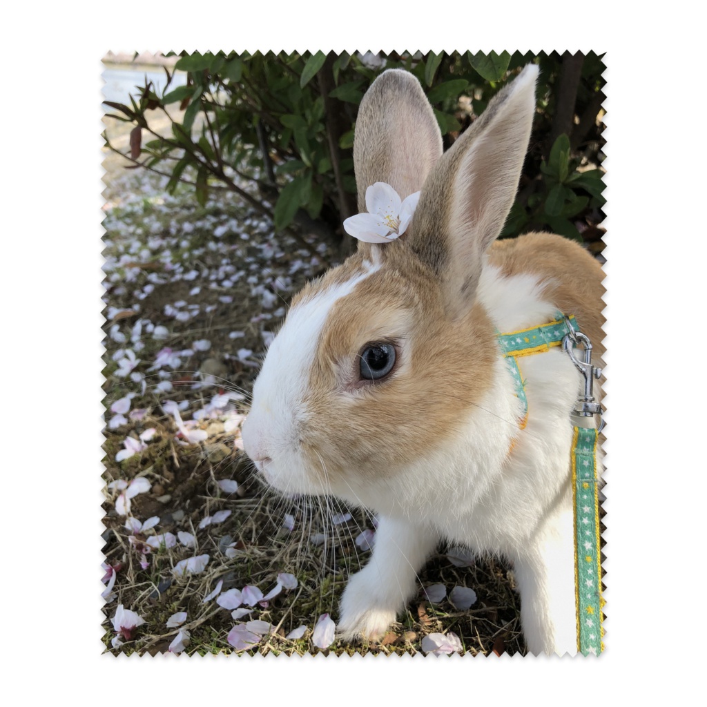 うさぎと桜 めがねふき