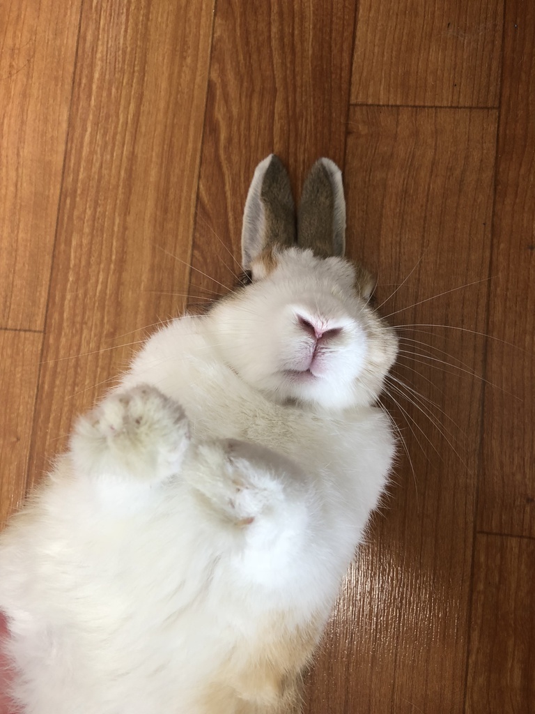 うさぎ iPhoneけーす