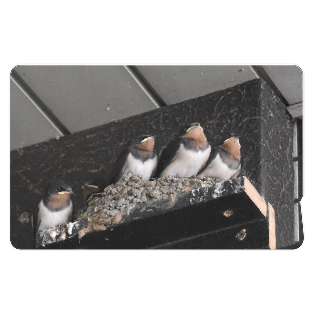 「ツバメの日常」ICカードステッカー 「Daily life of the swallows」IC Card Sticker