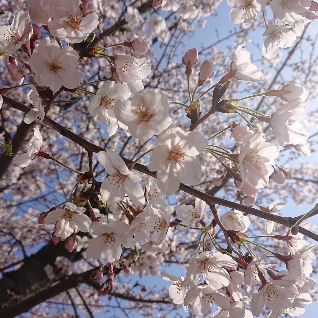 夢幻和曲集~桜花の舞~