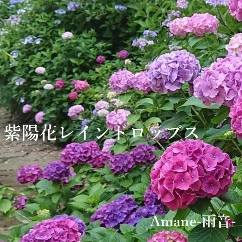 紫陽花レインドロップス