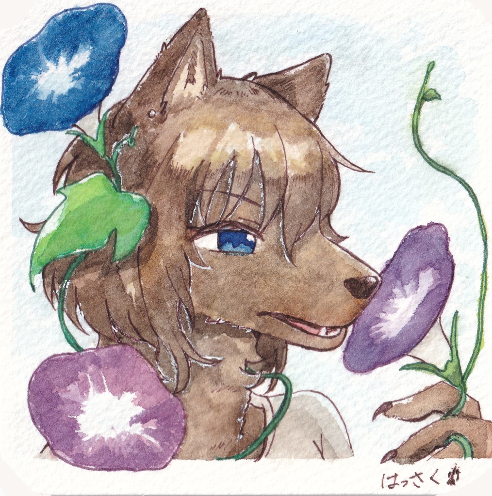 朝顔とオオカミのお姉さん 【透明水彩原画】
