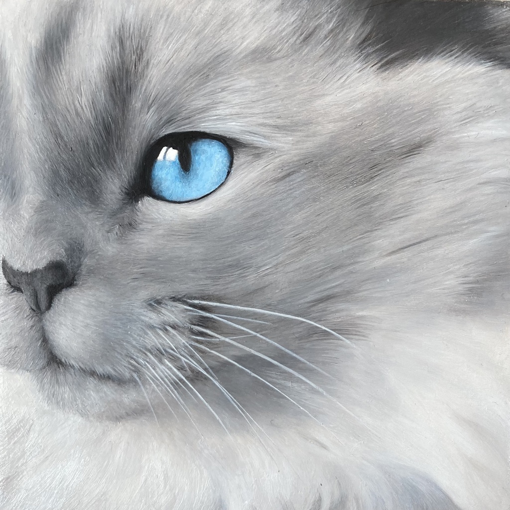 cat001『 blue eyes』