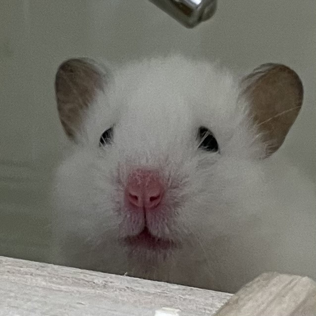 チェキ