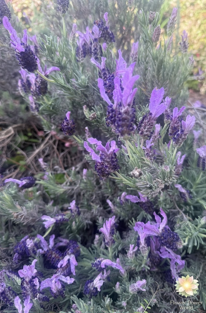 ラベンダーのはじまり|My Garden 2026.4.7 Lavender Begins | My Garden 2026.4.7