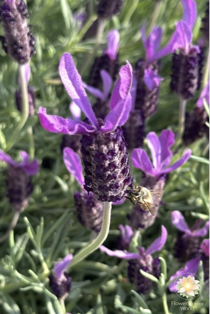 ミツバチの動き|次の蜜へ向かう命 Bee in Motion | Moving to the Next Nectar