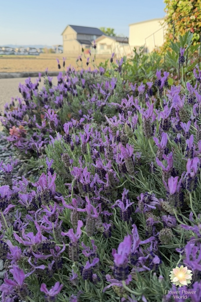 庭の広がり|命がめぐる場所 Garden Expansion | Where Life Circulates