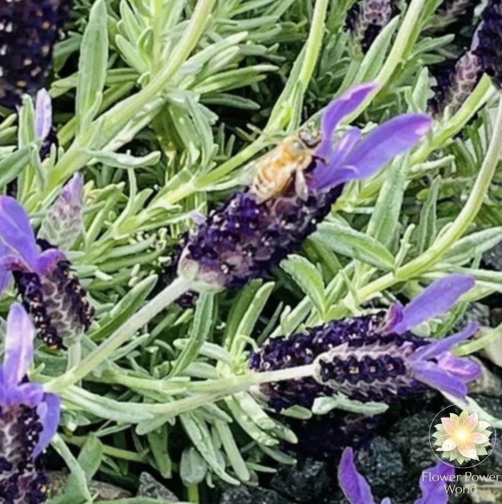 庭の妖精図鑑|命が集まる場所 Garden Fairy Atlas | Where Life Gathers