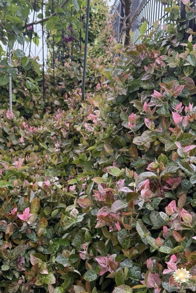 庭の妖精図鑑|はじまりの入口 Garden Fairy Atlas | The Beginning