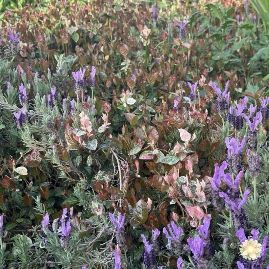 芽吹きの時間｜ひろがる命 Time of Sprouting | Life Expands