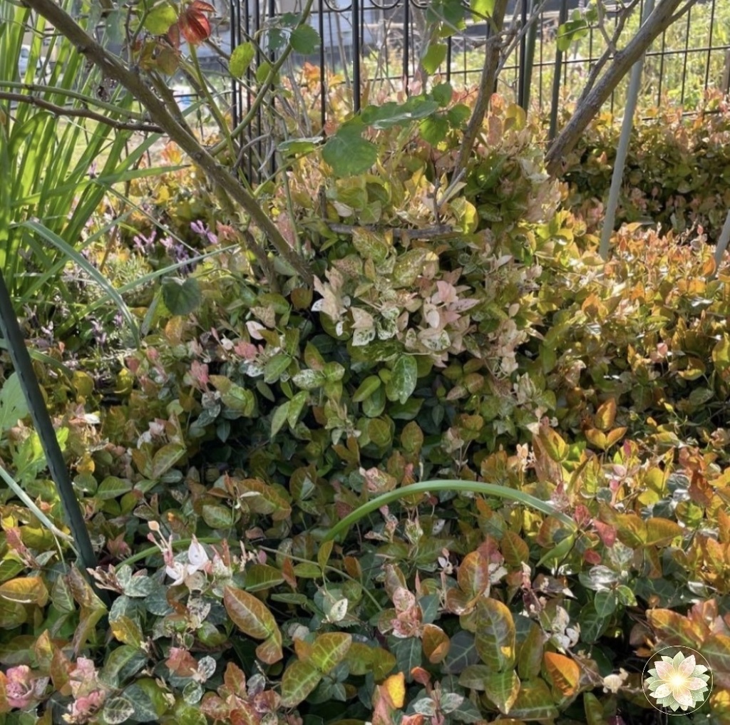 新芽のひかり|広がる緑の途中 New Leaves Glow | Growing Green