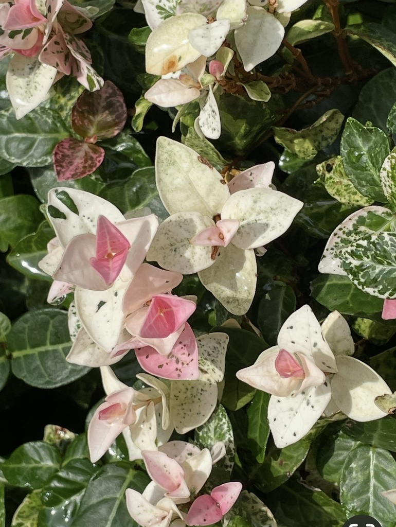 妖精学園|光に包まれる結びの場所 Fairy Academy | A Place Where Light Unites