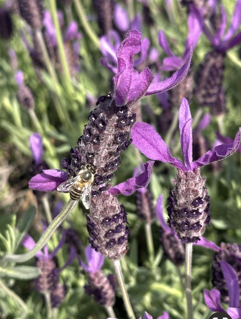 ラベンダーの絵手紙|かおりに癒されて (2枚セット) Lavender Postcard | A Gentle Moment (Set of 2)