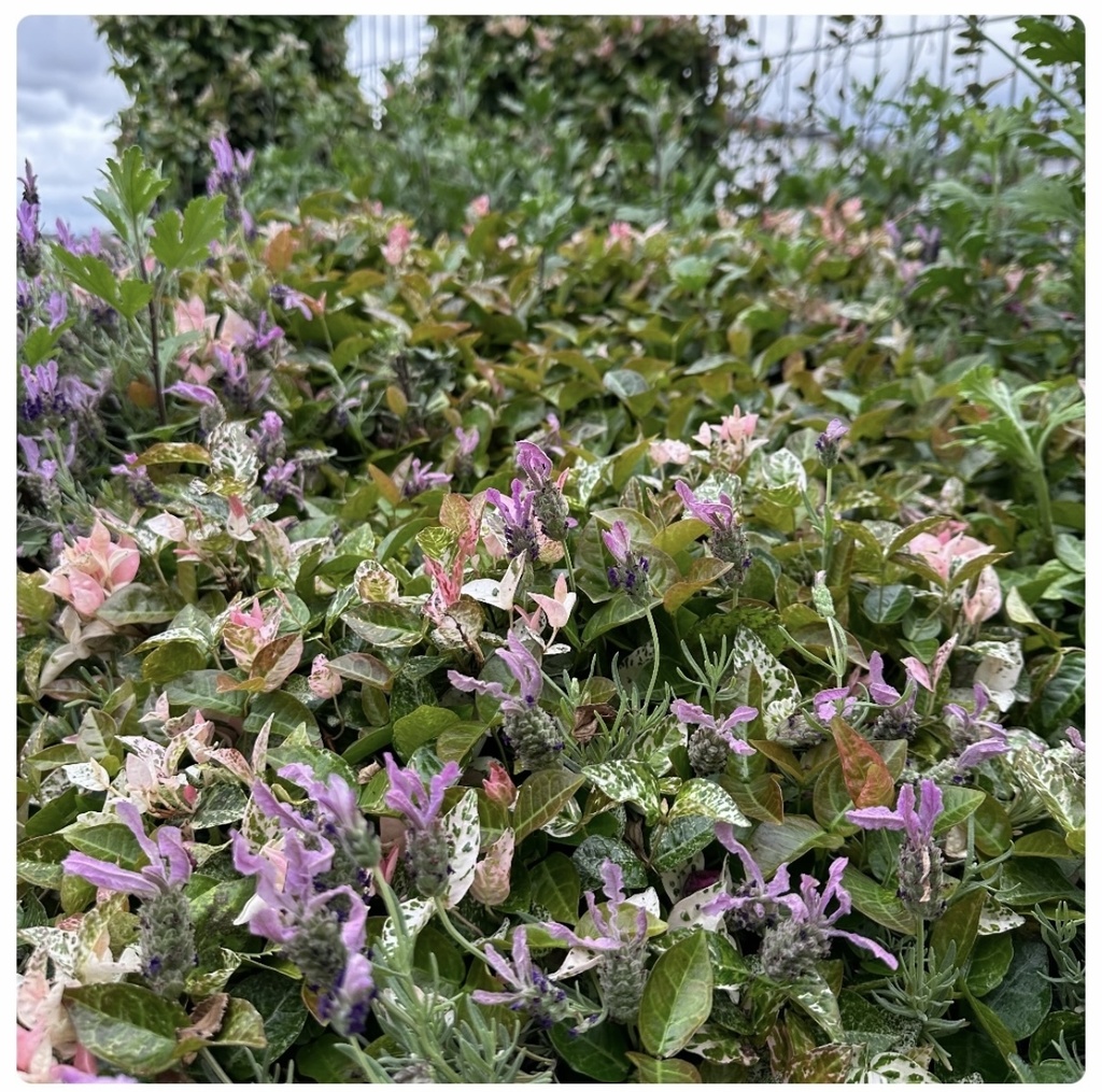 ラベンダーの絵手紙|かおりに癒されて (2枚セット) Lavender Postcard | A Gentle Moment (Set of 2)