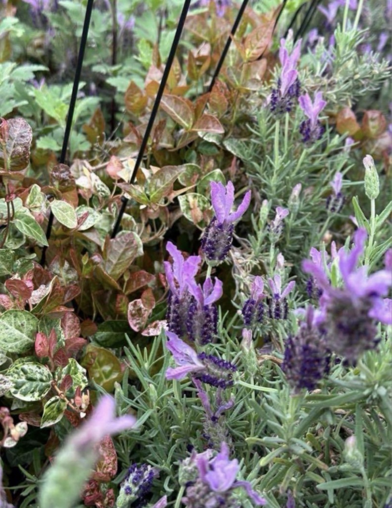 ラベンダーの絵手紙|かおりに癒されて (2枚セット) Lavender Postcard | A Gentle Moment (Set of 2)