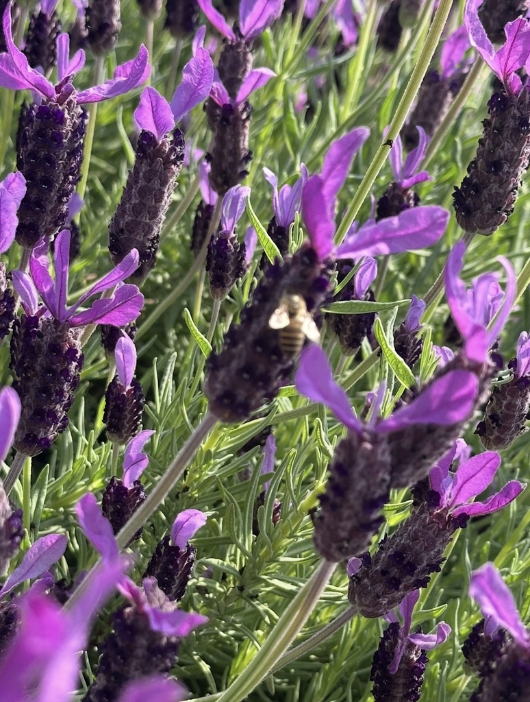 ラベンダーの絵手紙|かおりに癒されて (2枚セット) Lavender Postcard | A Gentle Moment (Set of 2)