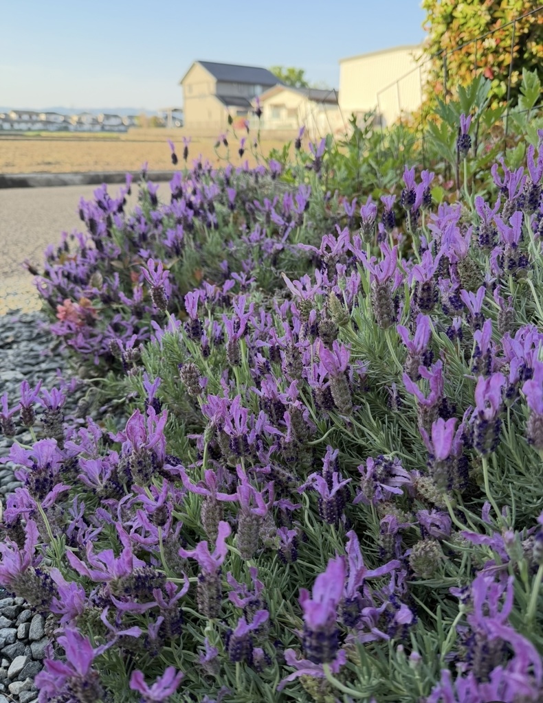 ラベンダーの絵手紙|かおりに癒されて (2枚セット) Lavender Postcard | A Gentle Moment (Set of 2)