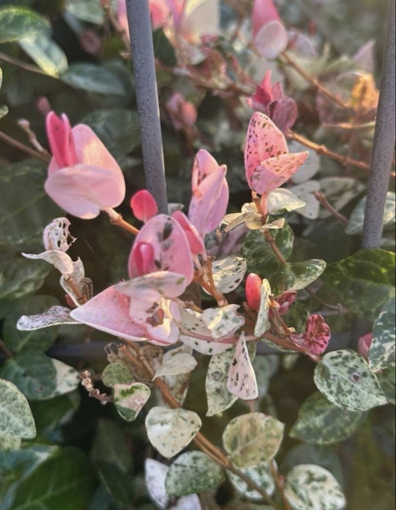 初雪カズラ|やさしい色が心を整える絵手紙(2枚セット) Gentle Colors of Trachelospermum | A Calming Watercolor Postcard Set (2 Pieces)