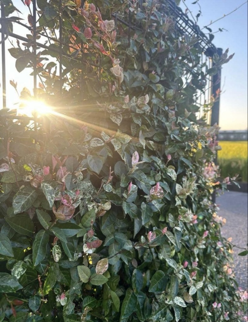 初雪カズラ|やさしい色が心を整える絵手紙(2枚セット) Gentle Colors of Trachelospermum | A Calming Watercolor Postcard Set (2 Pieces)