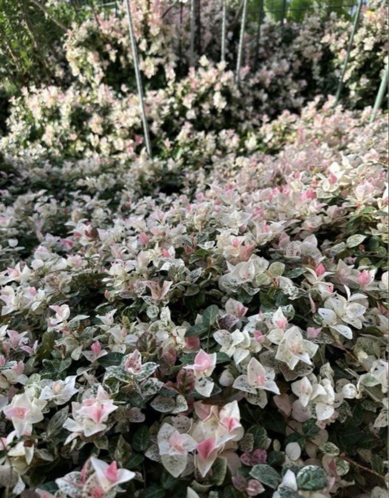 初雪カズラ|やさしい色が心を整える絵手紙(2枚セット) Gentle Colors of Trachelospermum | A Calming Watercolor Postcard Set (2 Pieces)