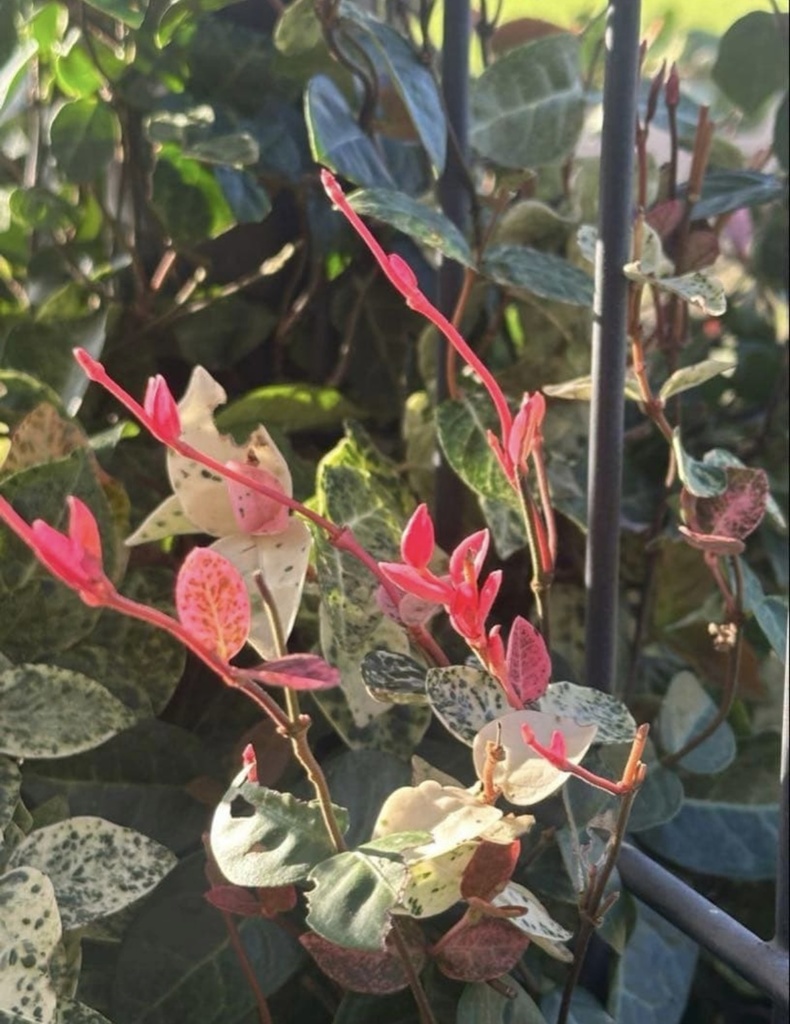 初雪カズラ|やさしい色が心を整える絵手紙(2枚セット) Gentle Colors of Trachelospermum | A Calming Watercolor Postcard Set (2 Pieces)