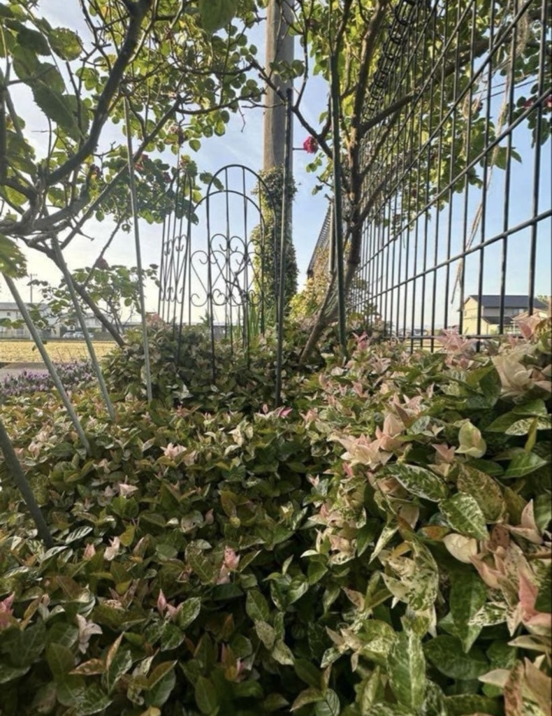 初雪カズラ|やさしい色が心を整える絵手紙(2枚セット) Gentle Colors of Trachelospermum | A Calming Watercolor Postcard Set (2 Pieces)