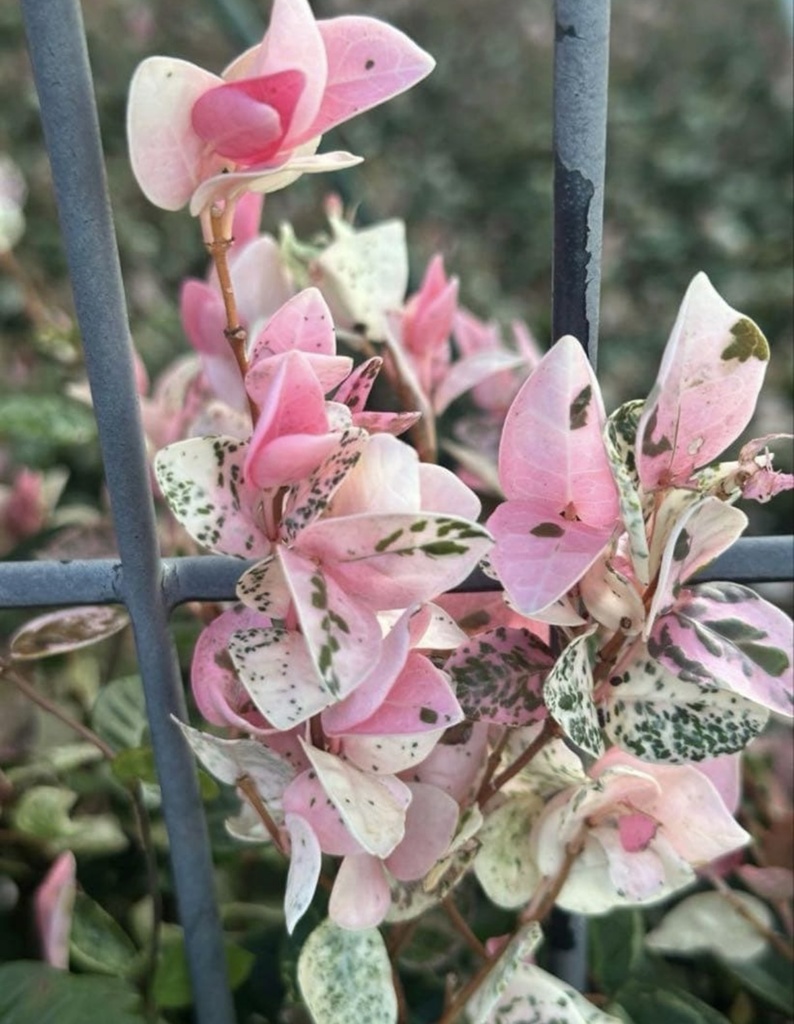 初雪カズラ|やさしい色が心を整える絵手紙(2枚セット) Gentle Colors of Trachelospermum | A Calming Watercolor Postcard Set (2 Pieces)