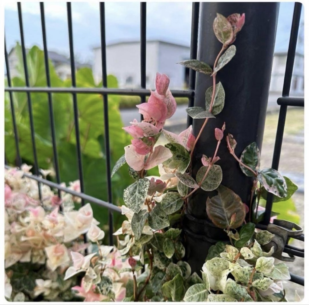 初雪カズラ|やさしい色が心を整える絵手紙(2枚セット) Gentle Colors of Trachelospermum | A Calming Watercolor Postcard Set (2 Pieces)