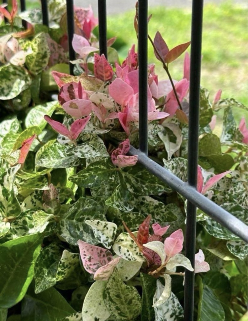 初雪カズラ|やさしい色が心を整える絵手紙(2枚セット) Gentle Colors of Trachelospermum | A Calming Watercolor Postcard Set (2 Pieces)