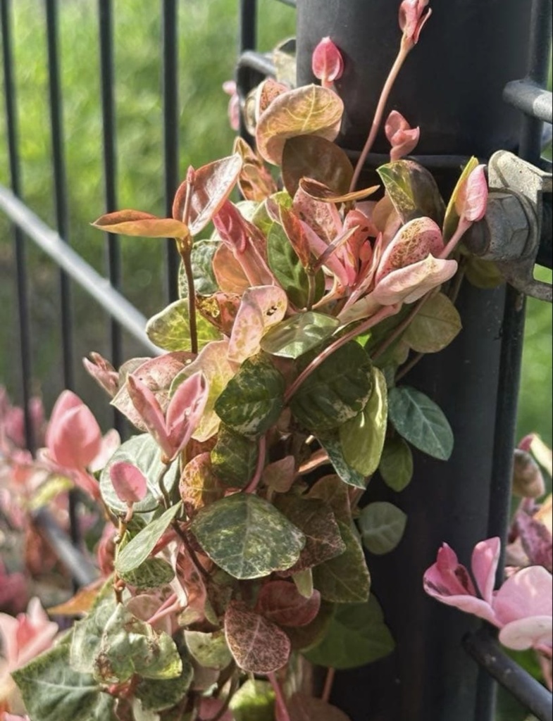 初雪カズラ|やさしい色が心を整える絵手紙(2枚セット) Gentle Colors of Trachelospermum | A Calming Watercolor Postcard Set (2 Pieces)