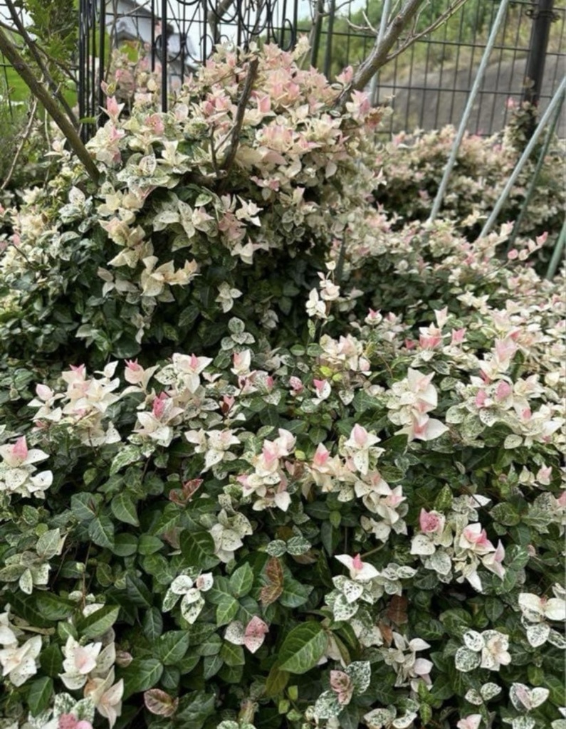 初雪カズラ|やさしい色が心を整える絵手紙(2枚セット) Gentle Colors of Trachelospermum | A Calming Watercolor Postcard Set (2 Pieces)