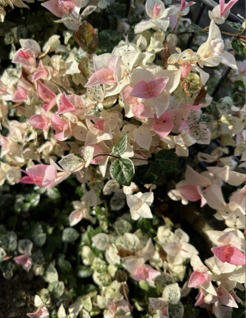 初雪カズラ|やさしい色が心を整える絵手紙(2枚セット) Gentle Colors of Trachelospermum | A Calming Watercolor Postcard Set (2 Pieces)