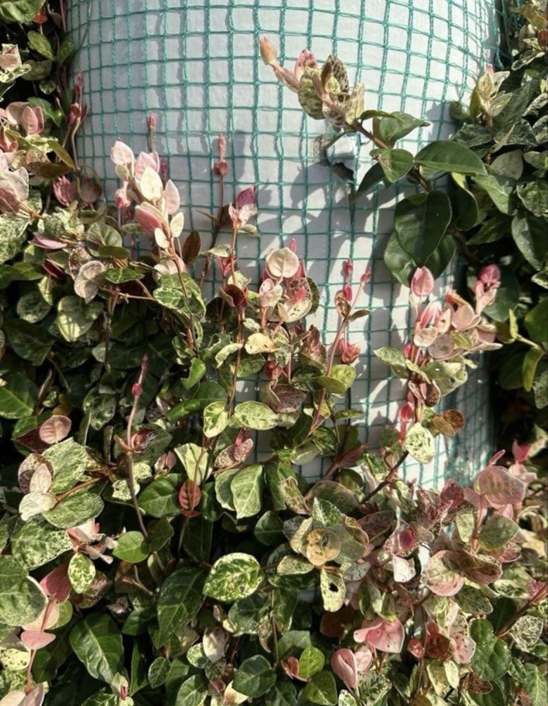 初雪カズラ|やさしい色が心を整える絵手紙(2枚セット) Gentle Colors of Trachelospermum | A Calming Watercolor Postcard Set (2 Pieces)