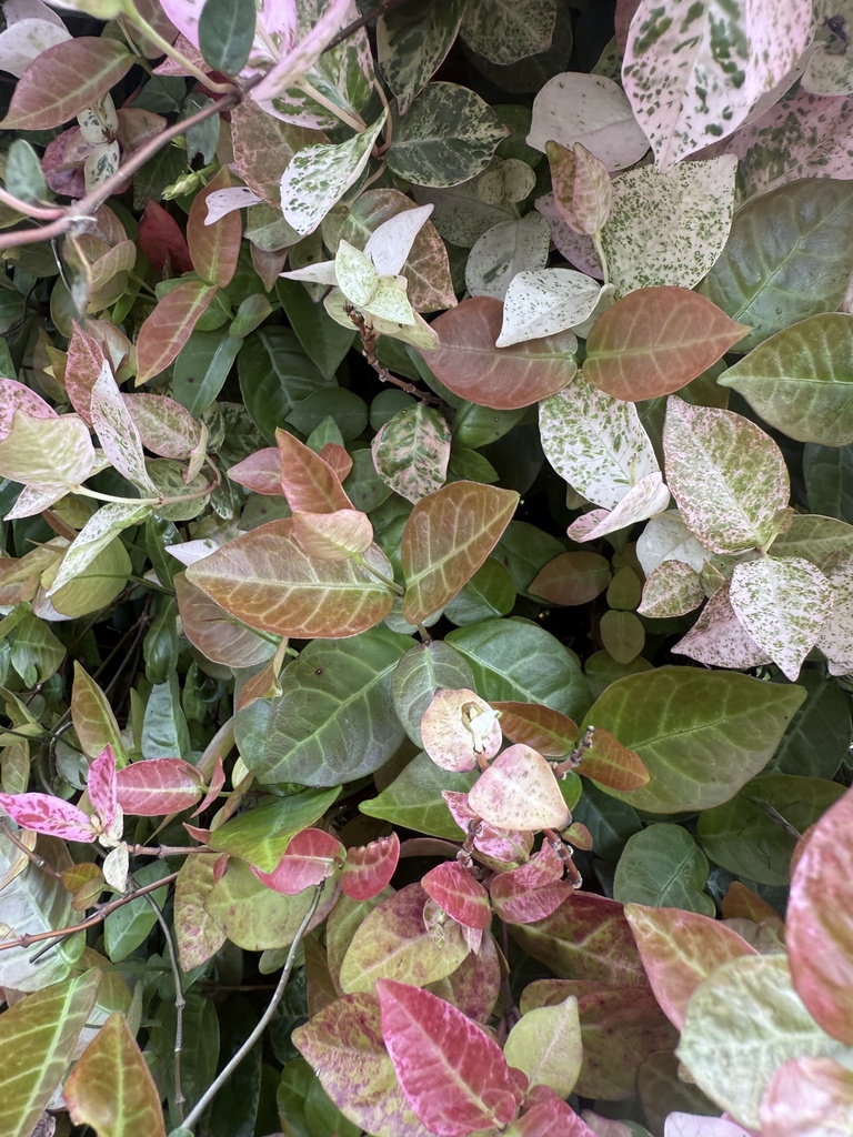 やさしく、つながる色|初雪カズラの絵手紙(2枚セット) Soft Colors That Gently Connect | Trachelospermum Etegami (Set of 2)