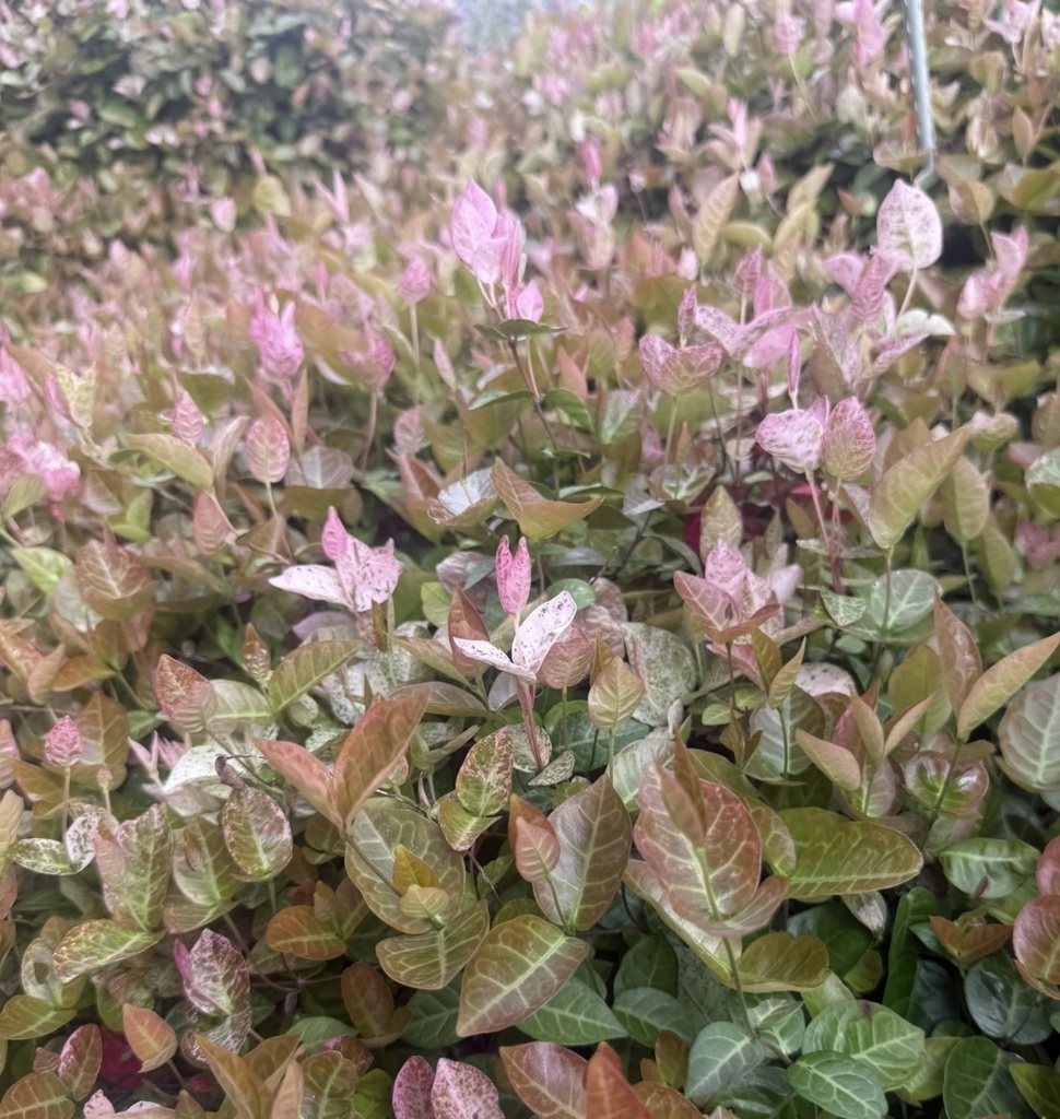 やさしく、つながる色|初雪カズラの絵手紙(2枚セット) Soft Colors That Gently Connect | Trachelospermum Etegami (Set of 2)