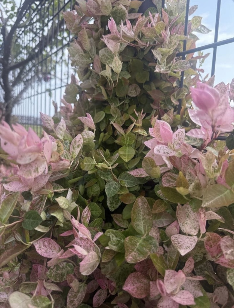 やさしく、つながる色|初雪カズラの絵手紙(2枚セット) Soft Colors That Gently Connect | Trachelospermum Etegami (Set of 2)