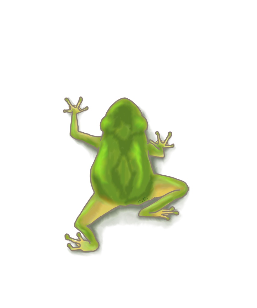 カエルついてるよ