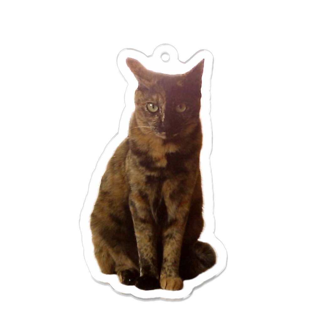 実家猫のすもも(♀)