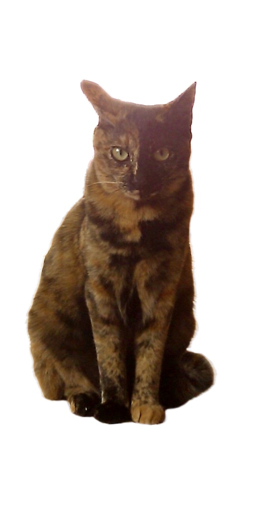 実家猫のすもも(♀)